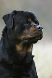 ROTTWEILER 411